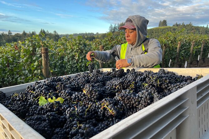 Custom Willamette Valley Wine Tours from The Allison Inn and Spa - Anderson Family Vineyard: 270-degree views and hands-on details