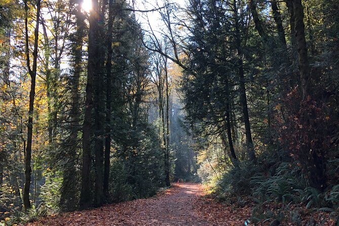Forest Park Carbon Gravel Bike and E-Bike Tour - Forest Park’s “largest urban forest” feeling, and why the ride is the point