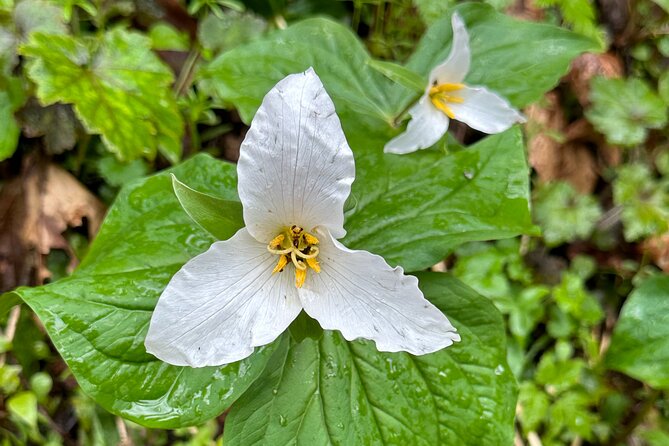 Forest Park Hiking Tour to Pittock Mansion - Price and Value: What $50 Pays For