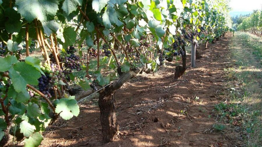 From Portland: Willamette Valley Full-Day Wine Tour - Who should book this full-day Willamette Valley tour?