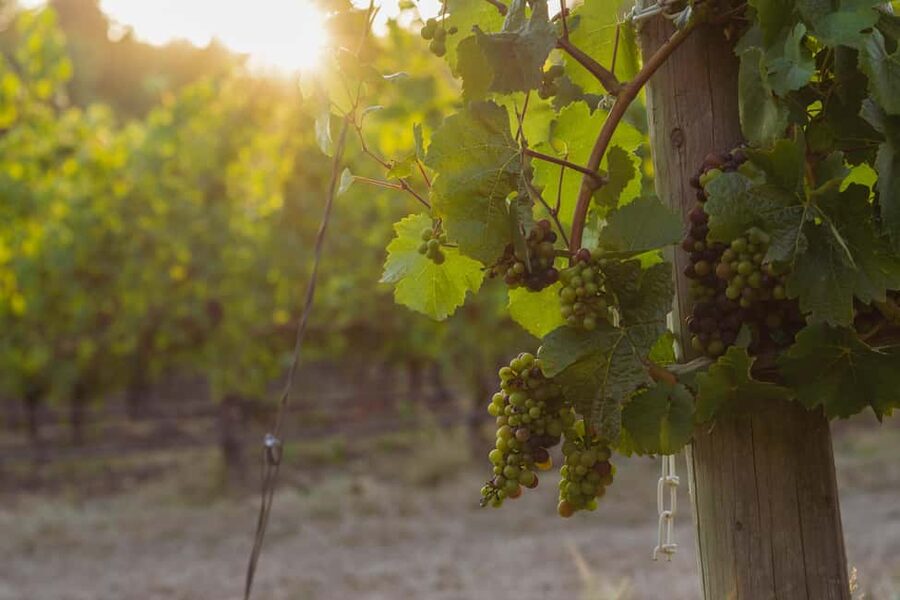 From Portland: Willamette Valley Wine Tasting Tour - Willamette Valley 101: Pinot, Chardonnay, Riesling, and the Six Sub-Appellations