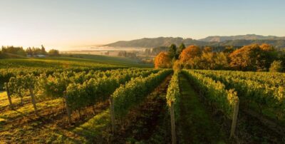 Willamette Valley Wine Tasting Tour
