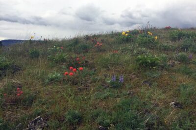 Full-day Columbia Gorge Hiking
