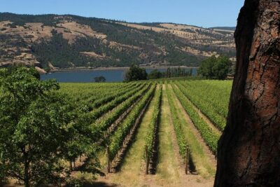 Mt Hood, Waterfalls, and Wine Tour