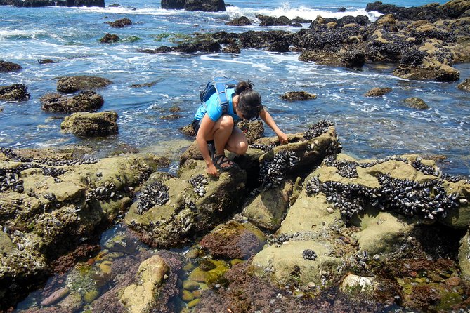 Oregon Coast Tour from Portland - Cannon Beach and Haystack Rock Tide Pools