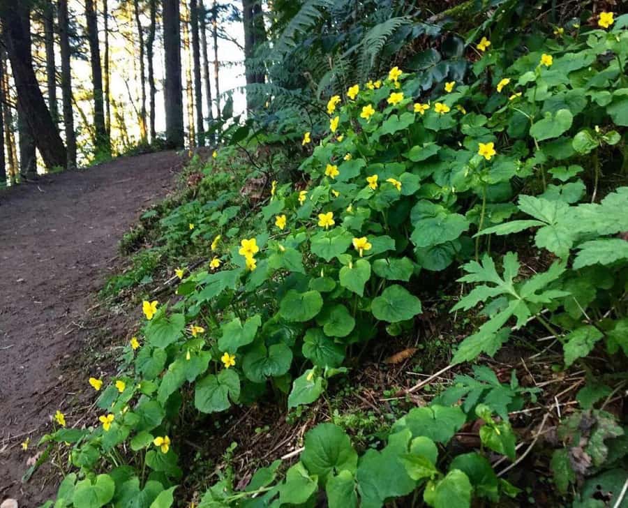 Portland: Forest Park Guided Hike with Witches Castle - The included trail mix, plus pacing for a 4-hour walk