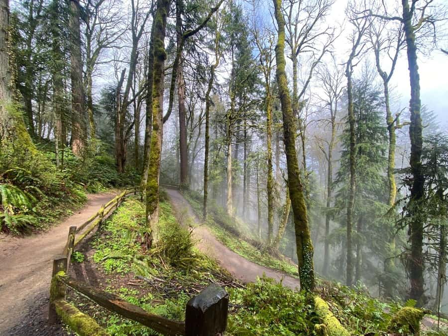 Portland: Forest Park Guided Hike with Witches Castle - Morning hike route, how it sets you up for a calm ending