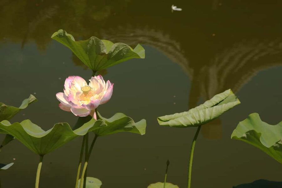 Portland: Lan Su Chinese Garden General Admission Ticket - House rules that affect your visit