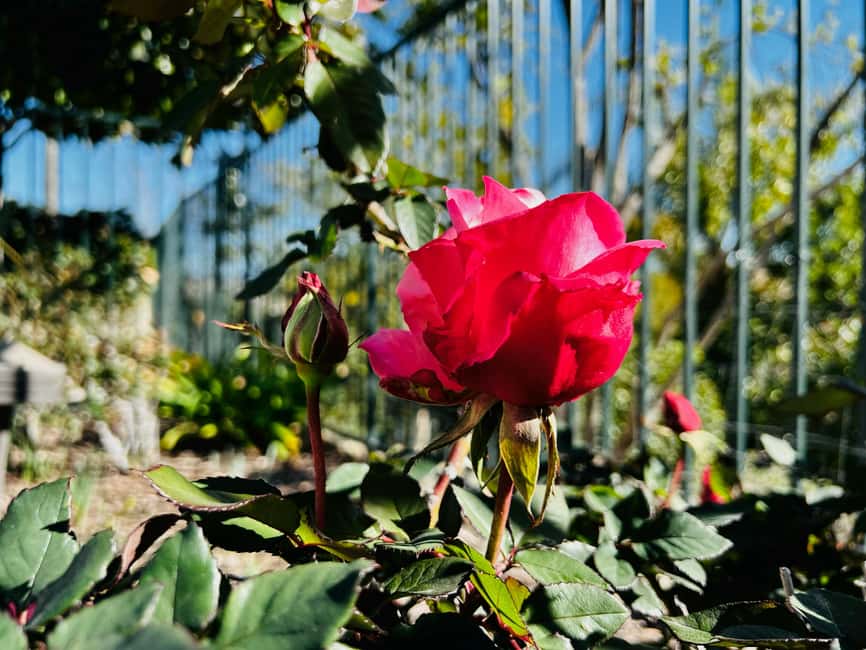 Portland, Oregon: City Highlights Tour with Aerial Tram Ride - International Rose Test Garden (or Hoyt Arboretum) for Real Pacific Northwest Green