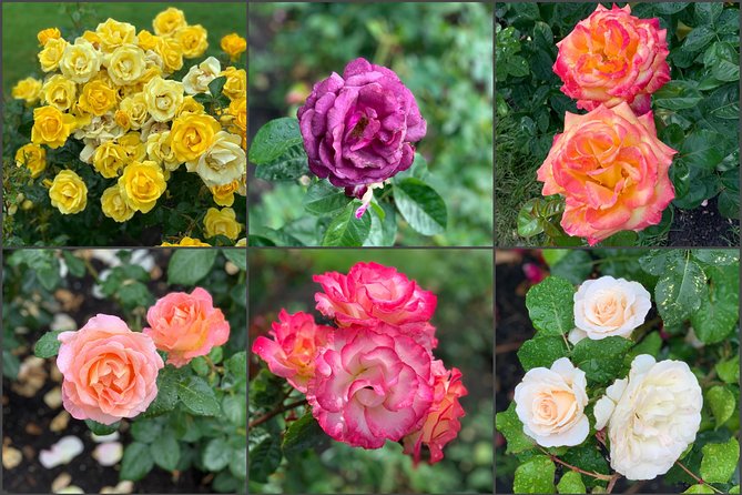 Private Afternoon Portland City Tour - Washington Park views at the International Rose Test Garden