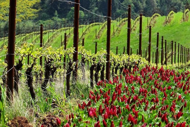 Private Customized Willamette Valley Wine Maker Tour with lunch - Practical safety and sanity checks on the day