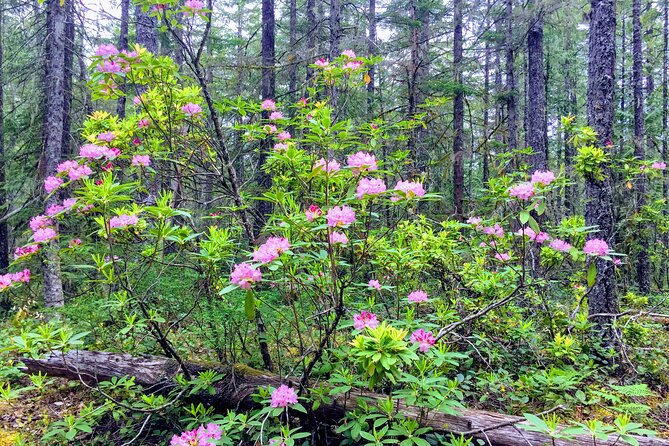 Private Tour at The Hood-Columbia Loop: Timberline, Orchards, and Waterfalls - Columbia River Gorge National Scenic Area: why the route feels photo-friendly
