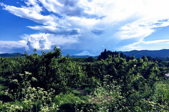 Private Tour at The Hood-Columbia Loop: Timberline, Orchards, and Waterfalls - Hood River lunch hour, a good excuse to slow down