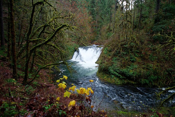 Silver Falls Private Hike Tour - Pace, Elevation, and What Moderate Fitness Means Here