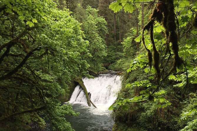 Silver Falls Waterfall Hiking Tour from Portland - Silver Falls State Park in Real Life: Two Hike Options