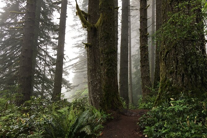 Silver Falls Waterfall Hiking Tour from Portland - What to Expect from the Day Flow (and How to Avoid Stress)