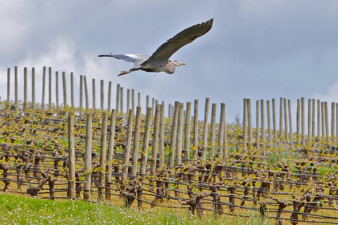 Small Group: Willamette Valley Wine Tour From Portland (Tasting Fees Included) - The Guide Makes or Breaks It, and This One Is a Big Deal
