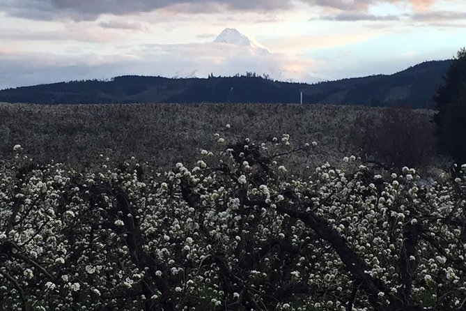 The Hood-Columbia Loop: Timberline, Orchards, and Waterfalls - The historic gorge drive: engineering, basalt, and PCT lore