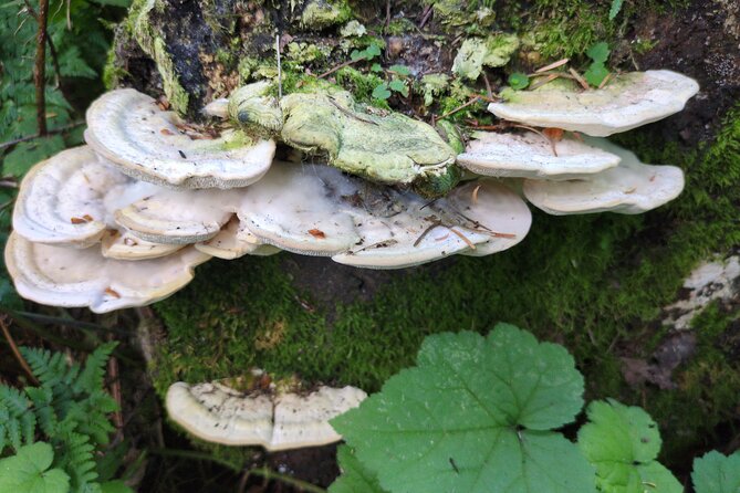 Tryon Creek Eco-tour With a Master Naturalist - Price and value: why $60 can feel fair for this kind of guide-led walk