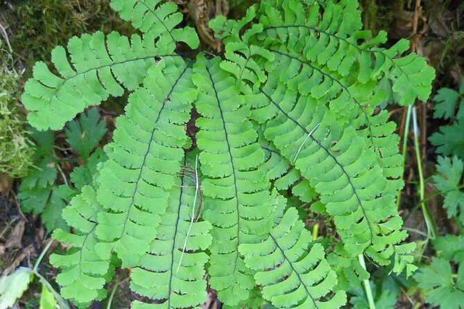 Tryon Creek Eco-tour With a Master Naturalist - Getting there in Portland without stress