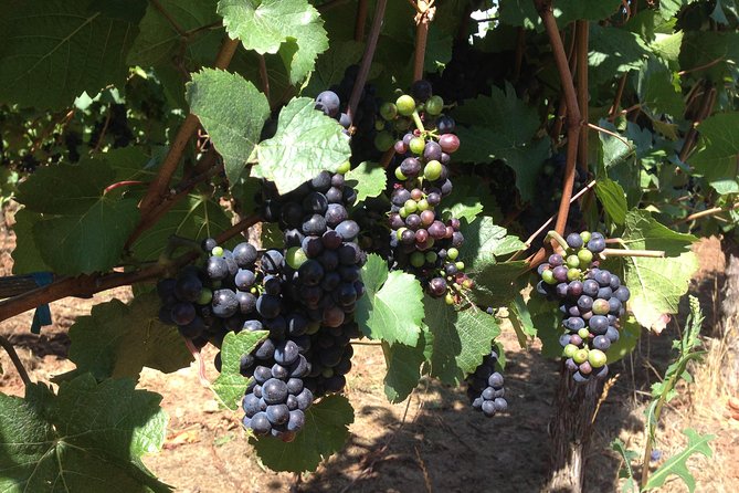 Willamette Valley Wine Tasting Tour from Portland - Why This Willamette Valley Tour Works Without Driving Yourself