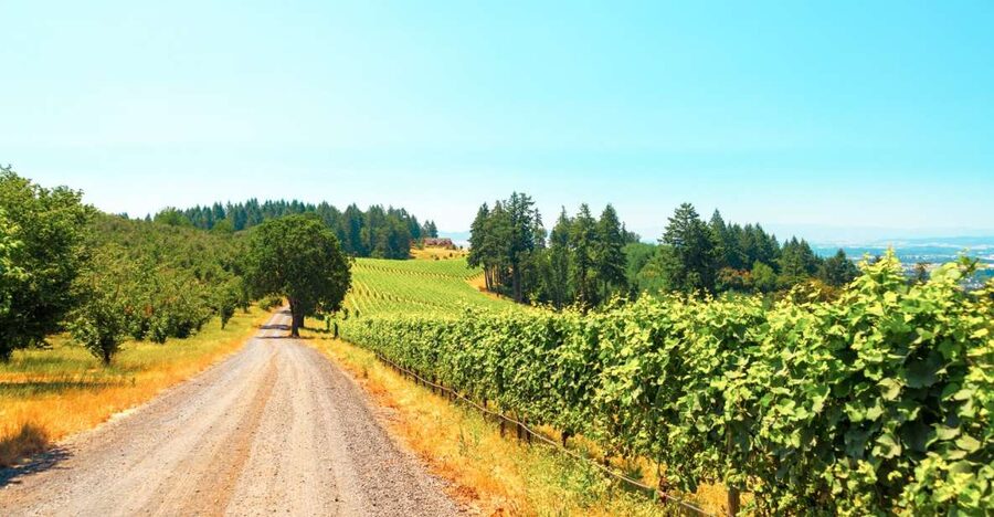 Willamette Valley Wine Tour - From Portland to the Vineyards Without the Car Stress