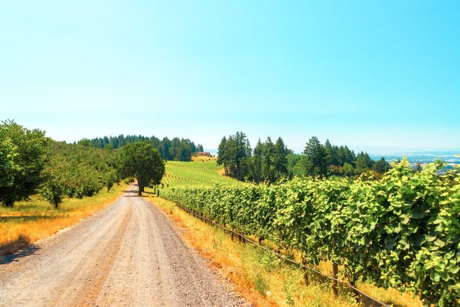 Willamette Valley Wine Tour - Your Three Tasting Stops, and How to Make Each One Count