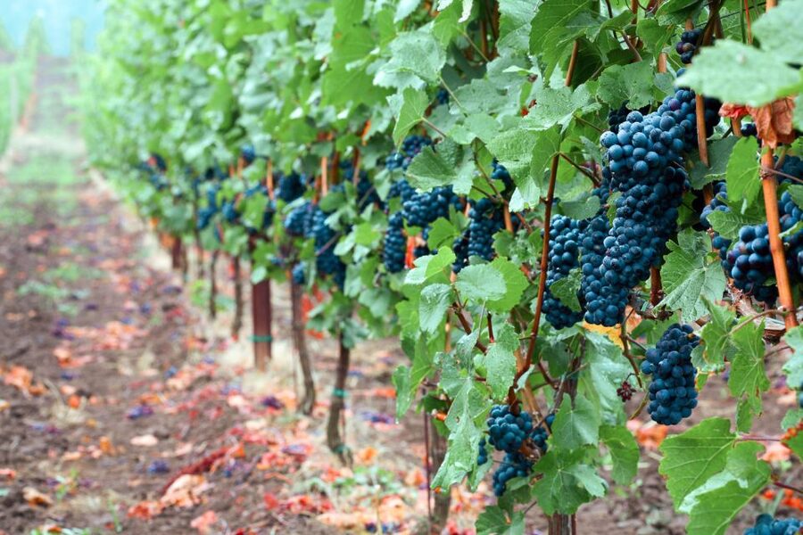 Willamette Valley Wine Tour - Price and Cost Reality: The $145 Ticket Plus Tastings