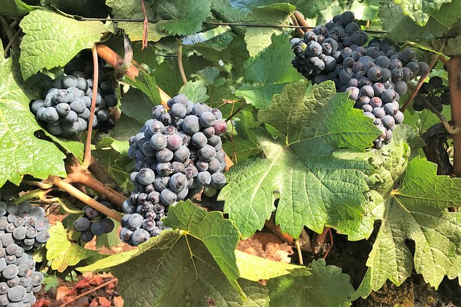 Willamette Valley Wine Tour from Portland - Small-Group Comfort: What Max 8 Changes on the Ground
