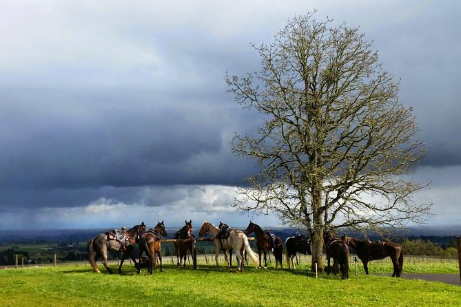 Willamette Valley Wine Tour from Portland - Wineries You Might Visit, What Each Stop Brings