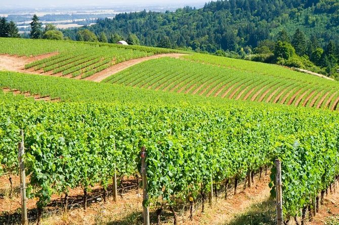 Willamette Valley Wine Tour with Lunch - Key points worth knowing before you go