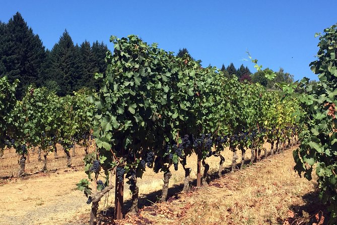 Willamette Valley Wine & Whisky - Should you book this Willamette Valley Wine & Whisky tour?