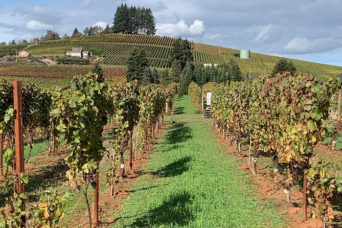 Wine Maker Hosted Wine Tasting Private Tour with Artisan Lunch - Ribbon Ridge hilltops, Bocce ball, and a more relaxed tasting vibe