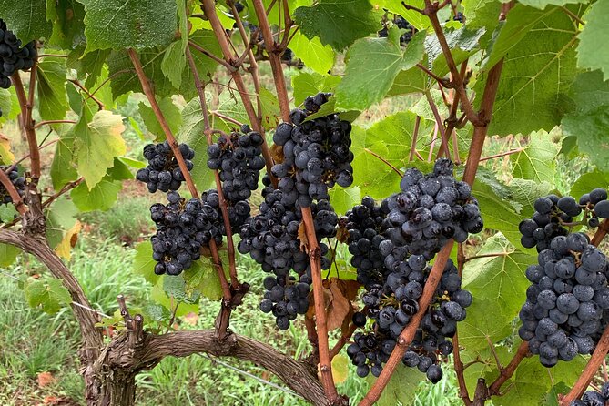 Wine Maker Hosted Wine Tasting Private Tour with Artisan Lunch - French-owned Burgundy vibes, Pinot and Chardonnay side-by-side